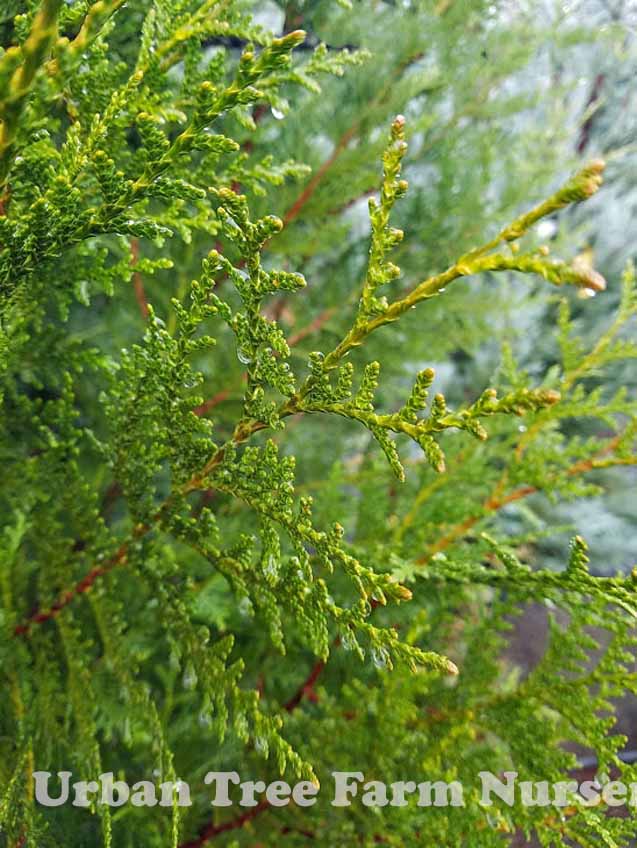 Thuja-plicata-Emerald-Cone-a Thuja plicata 'Emerald Cone' - Image 1