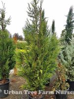 Thuja plicata 'Emerald Cone' - Image 2