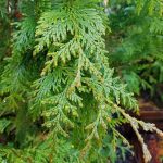 Thuja plicata 'Green Giant'
