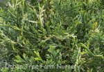 Thujopsis dolabrata 'Variegata'