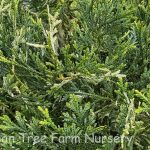 Thujopsis dolabrata 'Variegata'