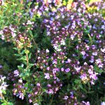 Thymus 'Rose Williams'