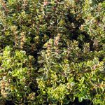 Thymus citriodorus 'Aureus'