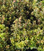 Thymus citriodorus 'Aureus' - Image 3