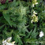 Thymus citriodorus 'Sweet Greens'