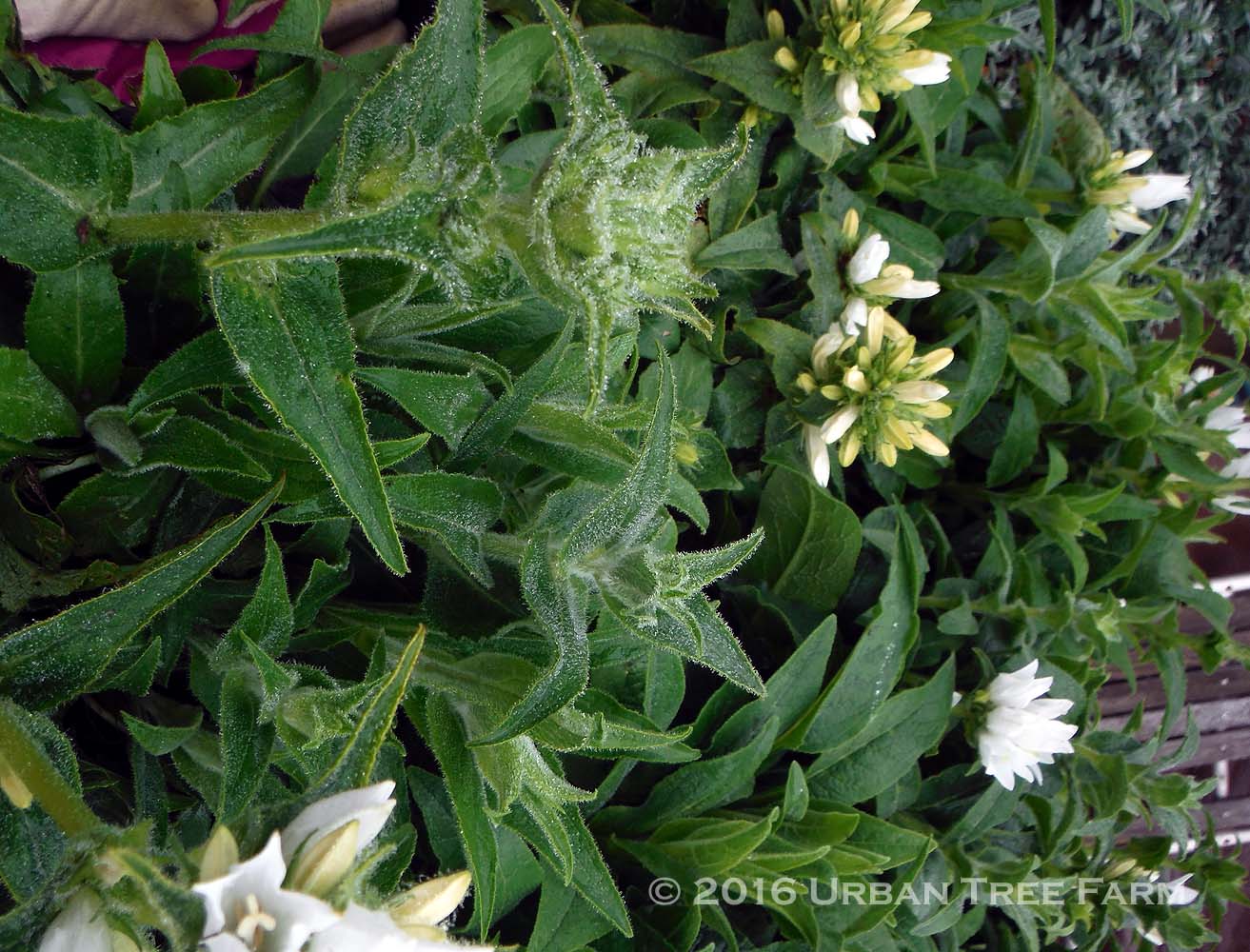 Thymus-citriodorus-Sweet-Greens-a Thymus citriodorus 'Sweet Greens' - Image 1