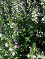 Thymus citriodorus 'Sweet Greens' - Image 2