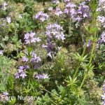 Thymus pseudolanuginosus 'Woolly'