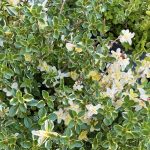 Thymus pulegiodes 'Foxley'