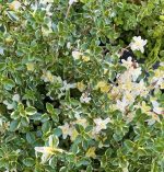 Thymus pulegiodes 'Foxley'