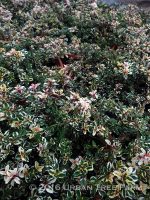 Thymus pulegiodes 'Foxley' - Image 2