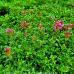 Thymus serpyllum 'Creeping Red'