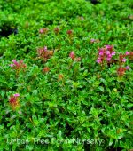Thymus serpyllum 'Creeping Red'