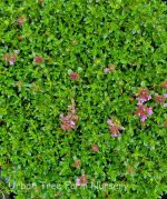 Thymus serpyllum 'Creeping Red' - Image 2