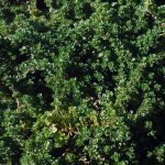 Thymus serpyllum 'Pink Chintz'