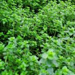 Thymus vulgaris