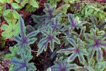 Tiarella 'Cascade Creeper'