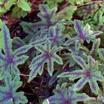 Tiarella 'Cascade Creeper'