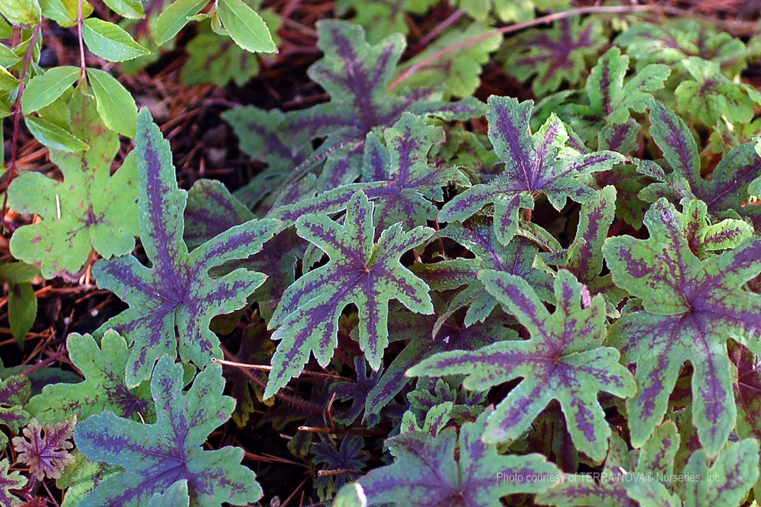 Tiarella-Cascade-Creeper-a Tiarella 'Cascade Creeper' - Image 1