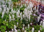 Tiarella 'Cascade Creeper' - Image 2