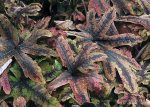 Tiarella 'Cascade Creeper' - Image 3