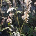 Tiarella 'Fancy Trails'