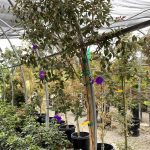 Tibouchina urvilleana STD