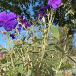 Tibouchina urvilleana