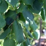 Tilia cordata 'Greenspire'
