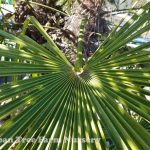 Trachycarpus fortunei MULTI