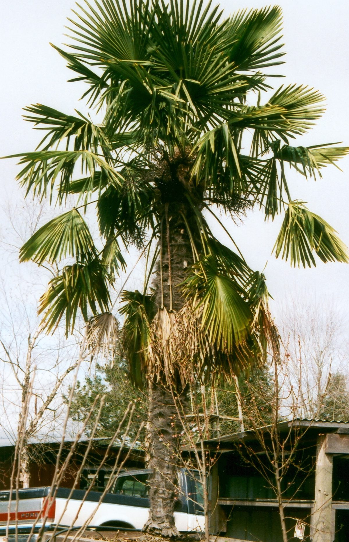 Trachycarpus fortunei b scaled
