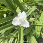 Tradescantia virginiana 'White'