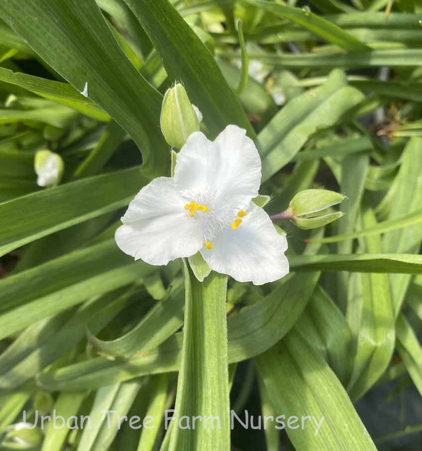 Tradescantia-virginiana-White-a Tradescantia virginiana 'White' - Image 1
