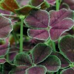 Trifolium repens 'Dark Dancer'