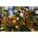 Tristania laurina 'Elegant' STD