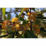 Tristania laurina 'Elegant'