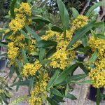 Tristania laurina STD