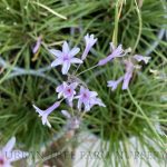Tulbaghia violacea 'Fairy Star'