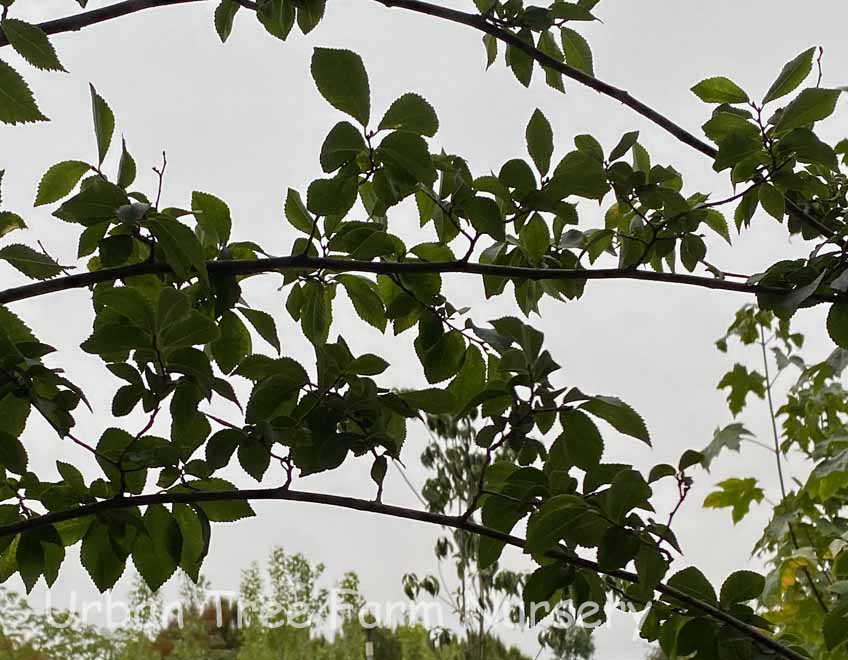 Ulmus-carpinifolia-x-parvifolia-Frontier-a Ulmus carpinifolia x parvifolia 'Frontier' - Image 1