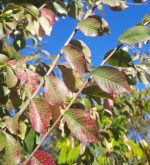Ulmus carpinifolia x parvifolia 'Frontier' - Image 3