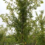 Ulmus parvifolia 'Allee/Emer II'