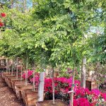 Ulmus parvifolia 'Drake'