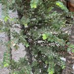 Ulmus parvifolia 'Seiju'