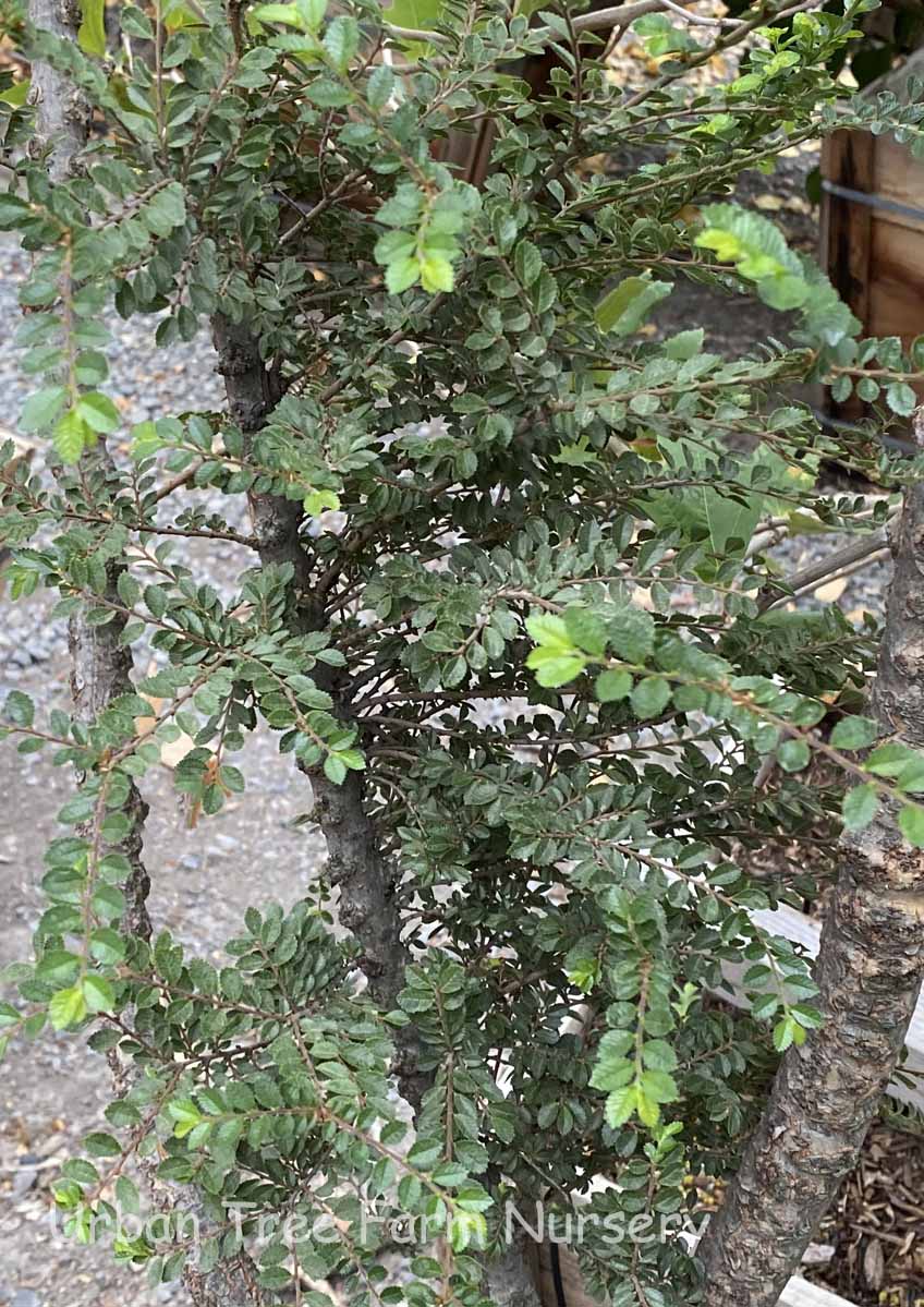 Ulmus-parvifolia-Seiju-a Ulmus parvifolia 'Seiju' - Image 1