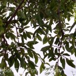 Ulmus parvifolia 'Sempervirens'