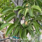 Ulmus propinqua 'Emerald Sunshine'