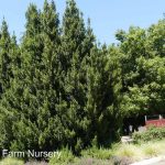 Umbellularia californica