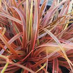 Uncinia rubra 'Belinda's Find'
