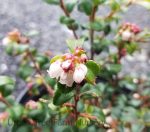 Vaccinium ovatum 'Blue Madonna'