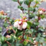 Vaccinium ovatum 'Blue Madonna'